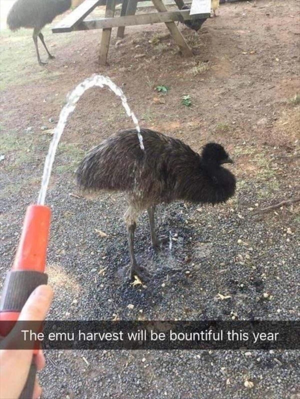 funny bird snapchats - The emu harvest will be bountiful this year