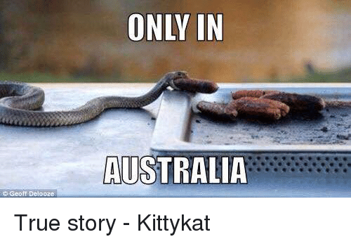 only in australia meme - Only In Australia Geolt Delooz True story Kittykat