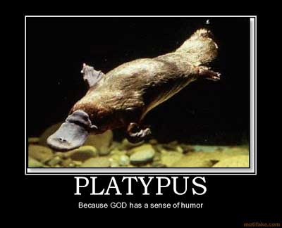 ornitorrinco hd - Platypus Because God has a sense of humor