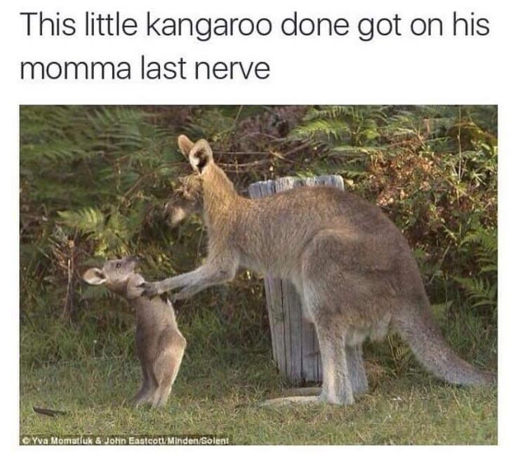 kangaroo meme - This little kangaroo done got on his momma last nerve Gyva Momatluk & John EastcottMindenSolent