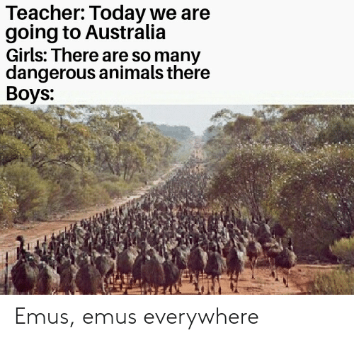 australian emu war - Teacher Today we are going to Australia Girls There are so many dangerous animals there Boys Emus, emus everywhere