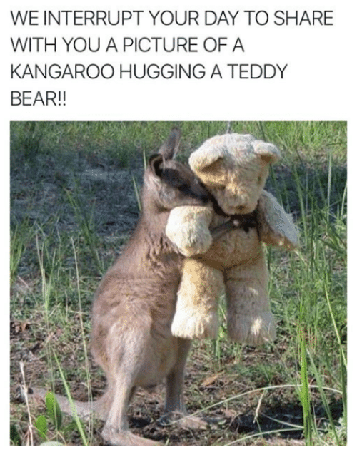 kangaroo memes - We Interrupt Your Day To With You A Picture Of A Kangaroo Hugging A Teddy Bear!!