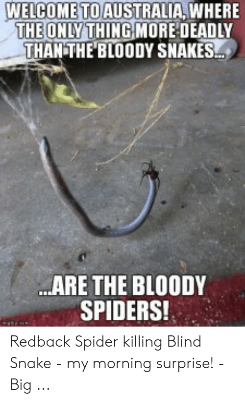 australia spider meme - Welcome To Australia, Where The Only Thing More Deadly Than The Bloody Snakes... ..Are The Bloody Spiders! Redback Spider killing Blind Snake my morning surprise! Big ...