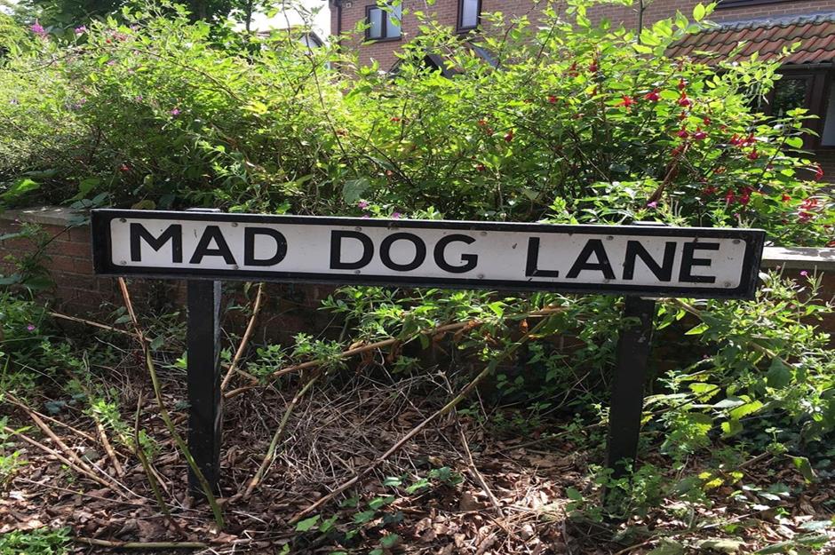 sign - Mad Dog Lane