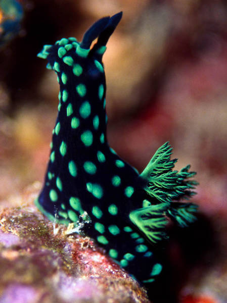 beautiful sea slug