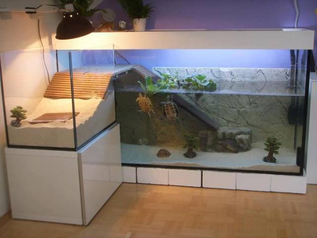 pet turtle houses