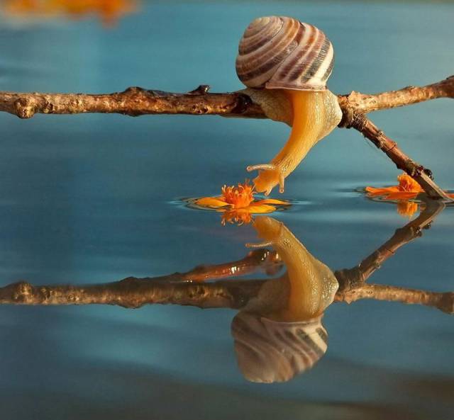 snail smelling flower