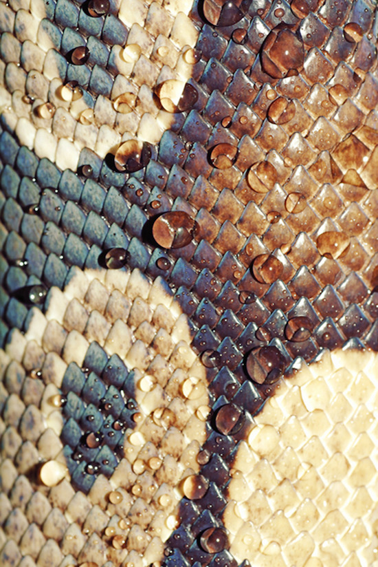 snake skin