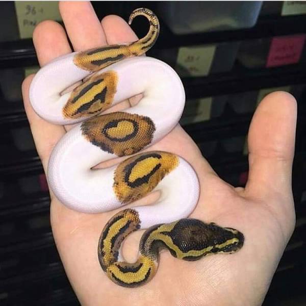 white golden snake