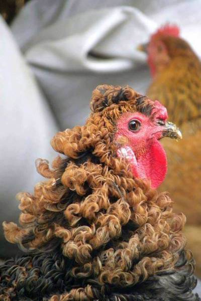 chicken with curly hair