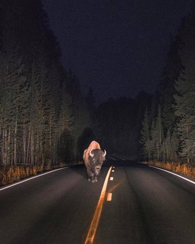 night encounter in yellowstone national park