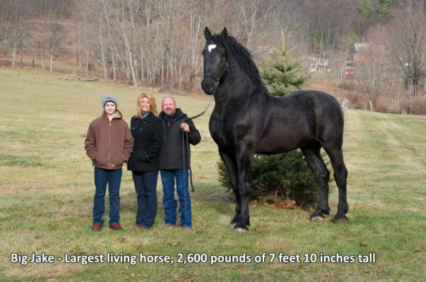 big horse
foolowl.com