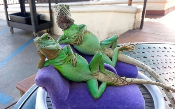 lizards on a couch - Iii