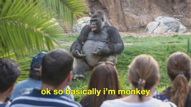 so basically i m monky - ok so basically i'm monkey