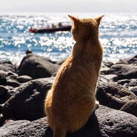 this cat looks like he's admiring the big blue... but in real life he's curing the big rats that roam the rocks.