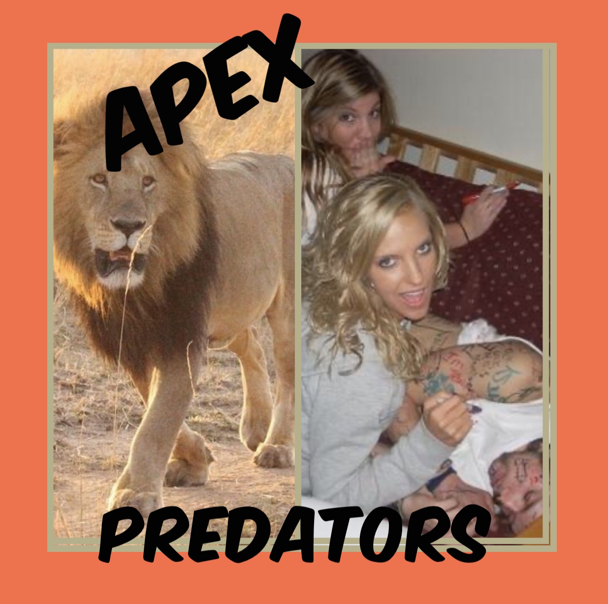photo caption - Predators