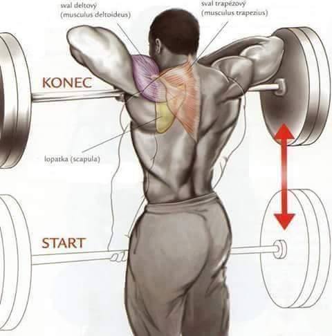 shoulder workouts for mass - sval deltowy musculus deltoideus sval trapezovy musculus trapezius Konec lopatka scapula Start