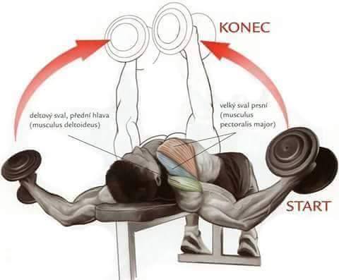 inner chest workouts - Konec deltovy sval, pedn hlava musculus deltoideus velk sval pesni musculus pectoralis major Start