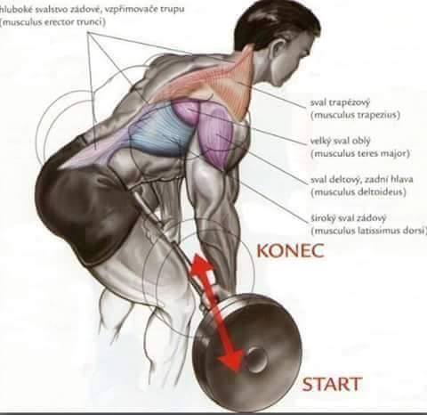 bent over row back muscles