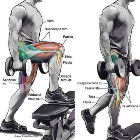 llium Quadriceps mm. Patella Tibia Fibula Biceps fem. m. Sartonus m. Biceps femorism Fascia lata Adductor magnus m. Tibia Fibula Quadriceps Ow H 2015