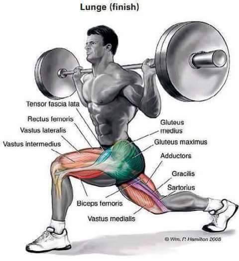 lunges muscles worked - Lunge finish Tensor fascia lata Rectus femoris Vastus lateralis Vastus intermedius Gluteus medius Gluteus maximus Adductors Gracilis Sartorius Biceps femoris Vastus medialls Wim. . Hamilton 2005