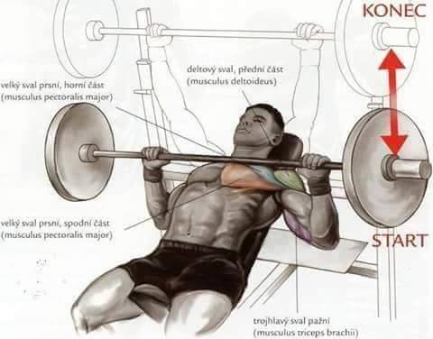 bench press vs incline bench press - Konec deltowy sval predni cast musculus deltoideus velky sval prsni, horn st musculus pectoralis major velky sval prsni, spodni cast musculus pectoralis major Start trojhlavy sval paini musculus triceps brachii