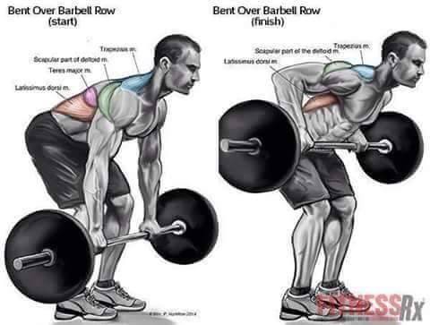 barbell rows for back - Bent Over Barbell Row start Bent Over Barbell Row finish poate futed The Se ton Th Sartortom Teresa Laimus dorim