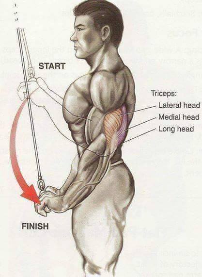 triceps pushdown muscles - Start Triceps Lateral head Medial head Long head Finish