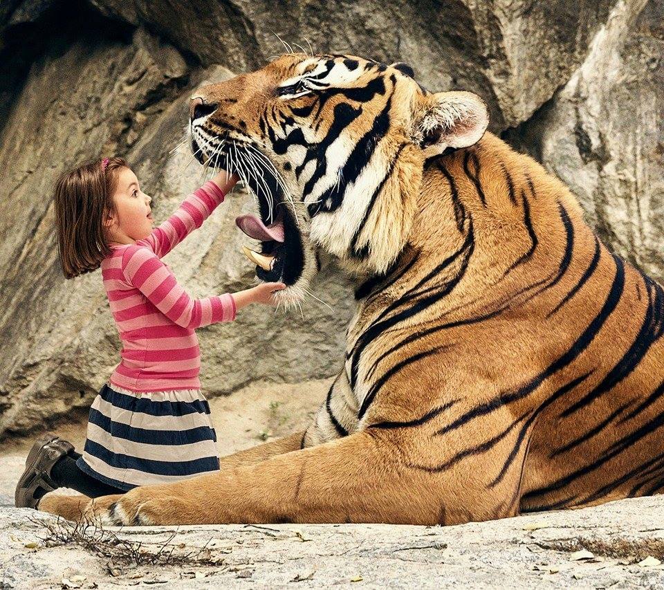 Examining the throat of tiger