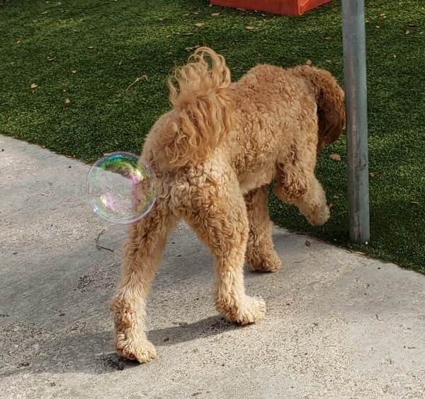 standard poodle