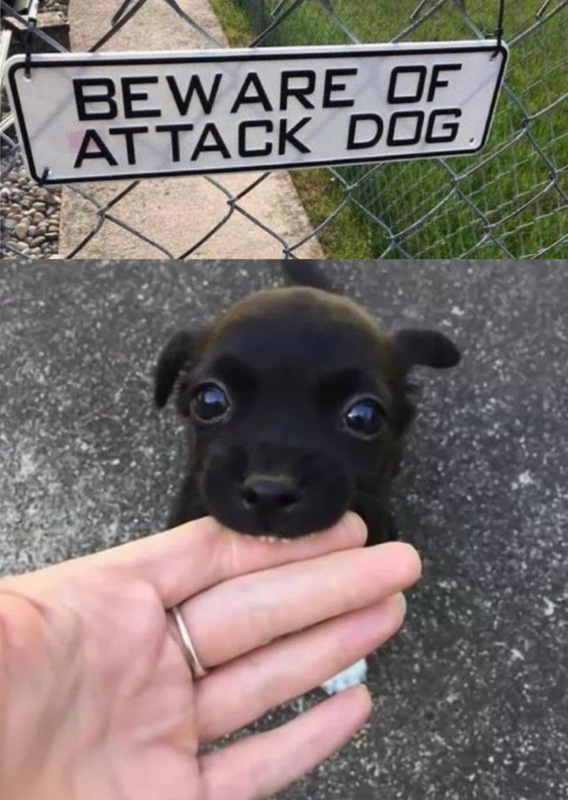 hand ripped off - Beware Of Attack Dog.