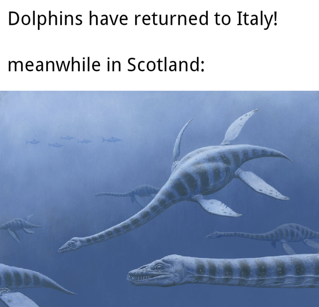 fish - Dolphins have returned to Italy! meanwhile in Scotland Ka