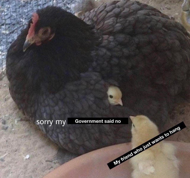 sorry my mom said no chicken - sorry my Government said no My friend who just wants to hang