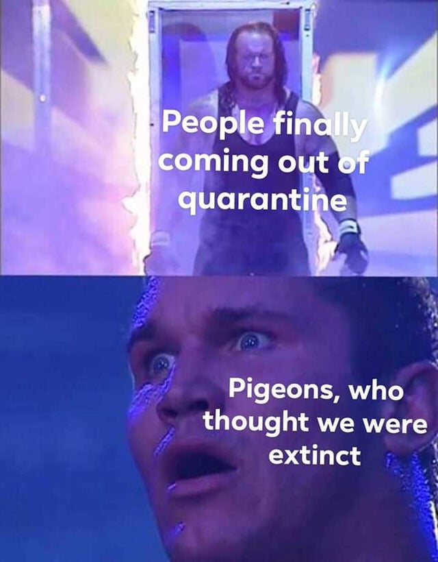 People finally coming out of quarantine Pigeons, who thought we were extinct