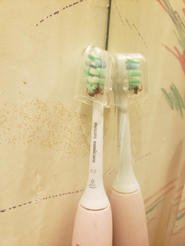 This might look nice at first, but look a little closer. That's a spider hanging out in the toothbrush protector of a very unlucky individual, just waiting to get into their gums. Perhaps this is what happened to the rotten tooth person.