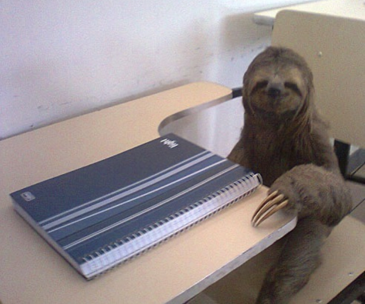 studious sloth