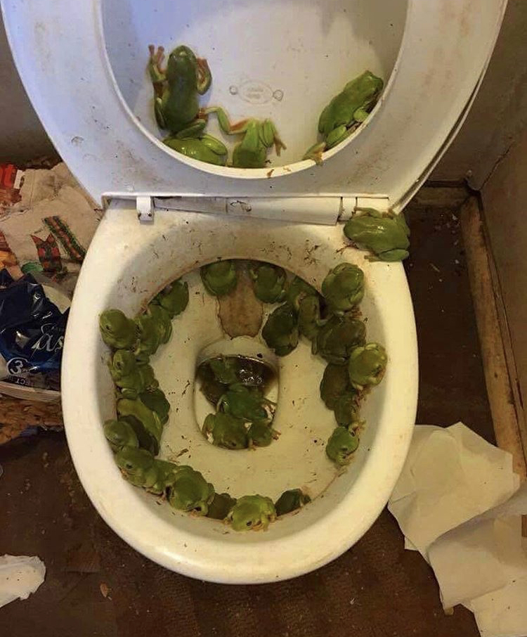 frogs in toilet australia