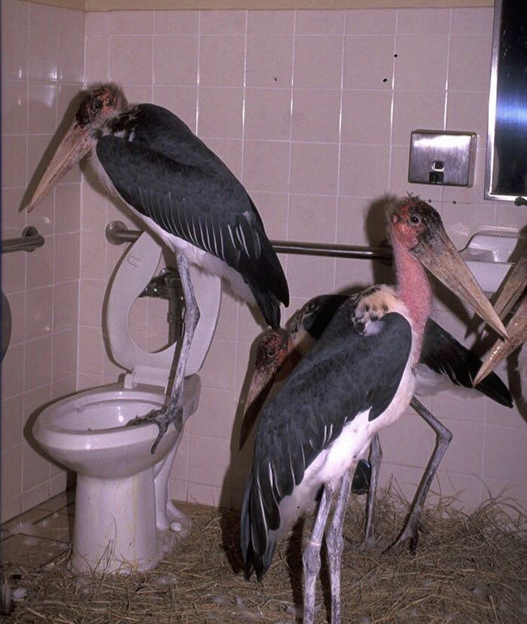 cursed bathroom