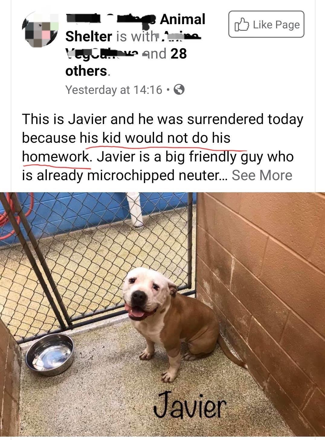 dog - Page Animal Shelter is with mimo l'Gyuu. 1 and 28 others. Yesterday at This is Javier and he was surrendered today because his kid would not do his homework. Javier is a big friendly guy who is already microchipped neuter... See More Javier