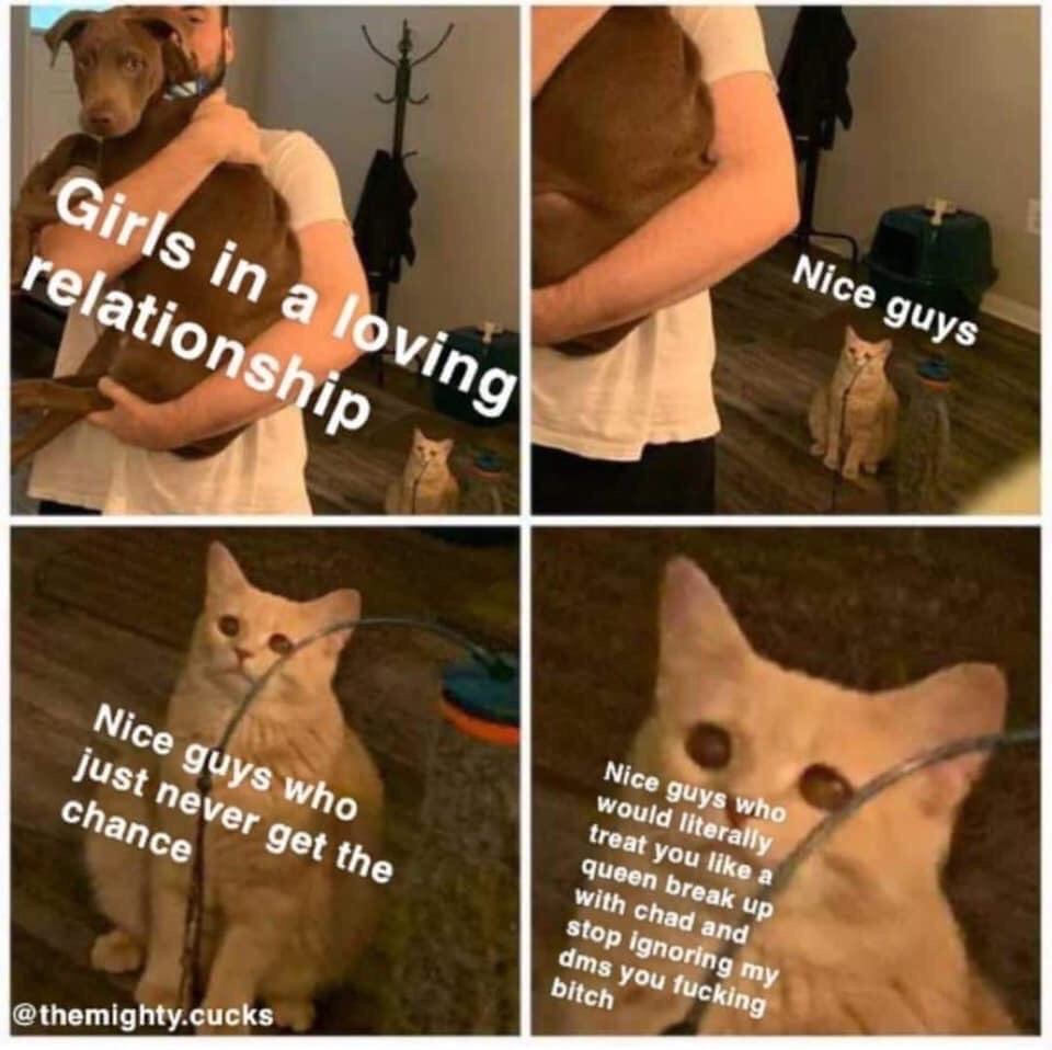 cat looking at man holding dog - Girls in a loving relationship Nice guys Nice guys who just never get the chance Nice guys who would literally treat you a queen break up with chad and stop ignoring my dms you fucking bitch .cucks