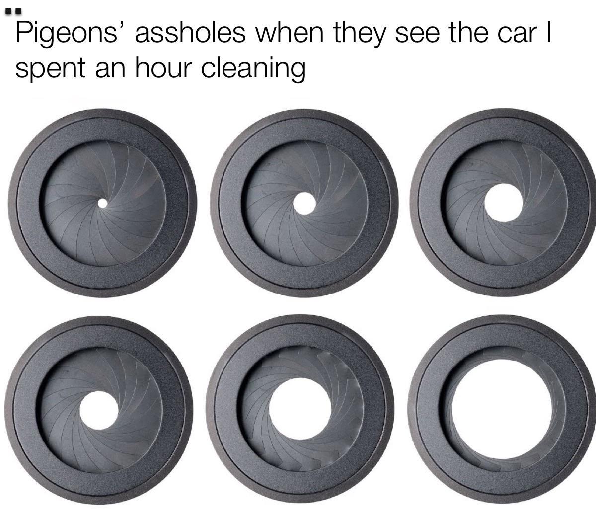 funny memes - aperture open - Pigeons' assholes when they see the car || spent an hour cleaning