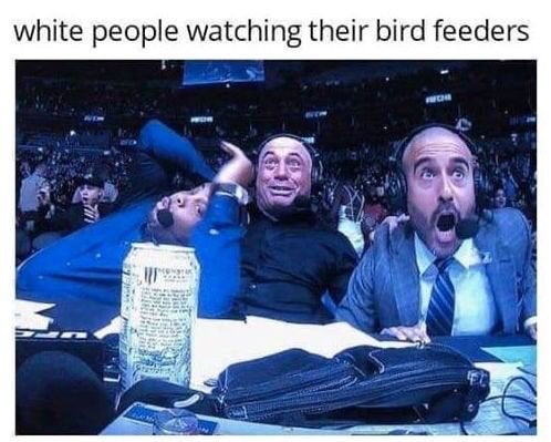 funny memes - joe rogan daniel cormier meme - white people watching their bird feeders