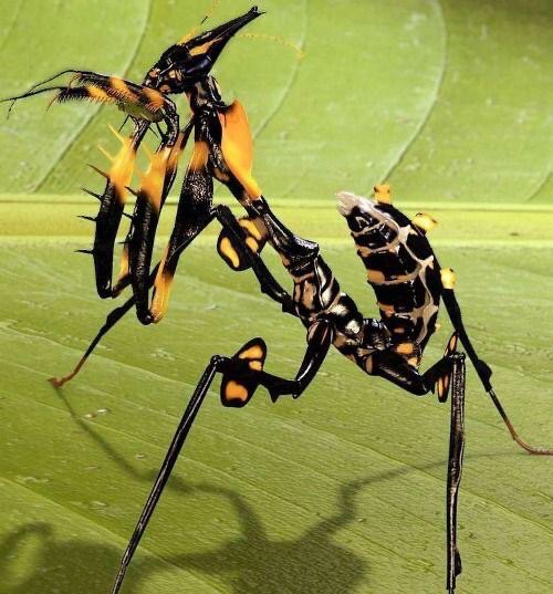 devils flower mantis