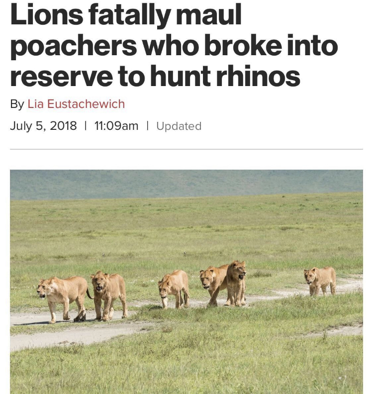 grassland - Lions fatally maul poachers who broke into reserve to hunt rhinos By Lia Eustachewich am | Updated