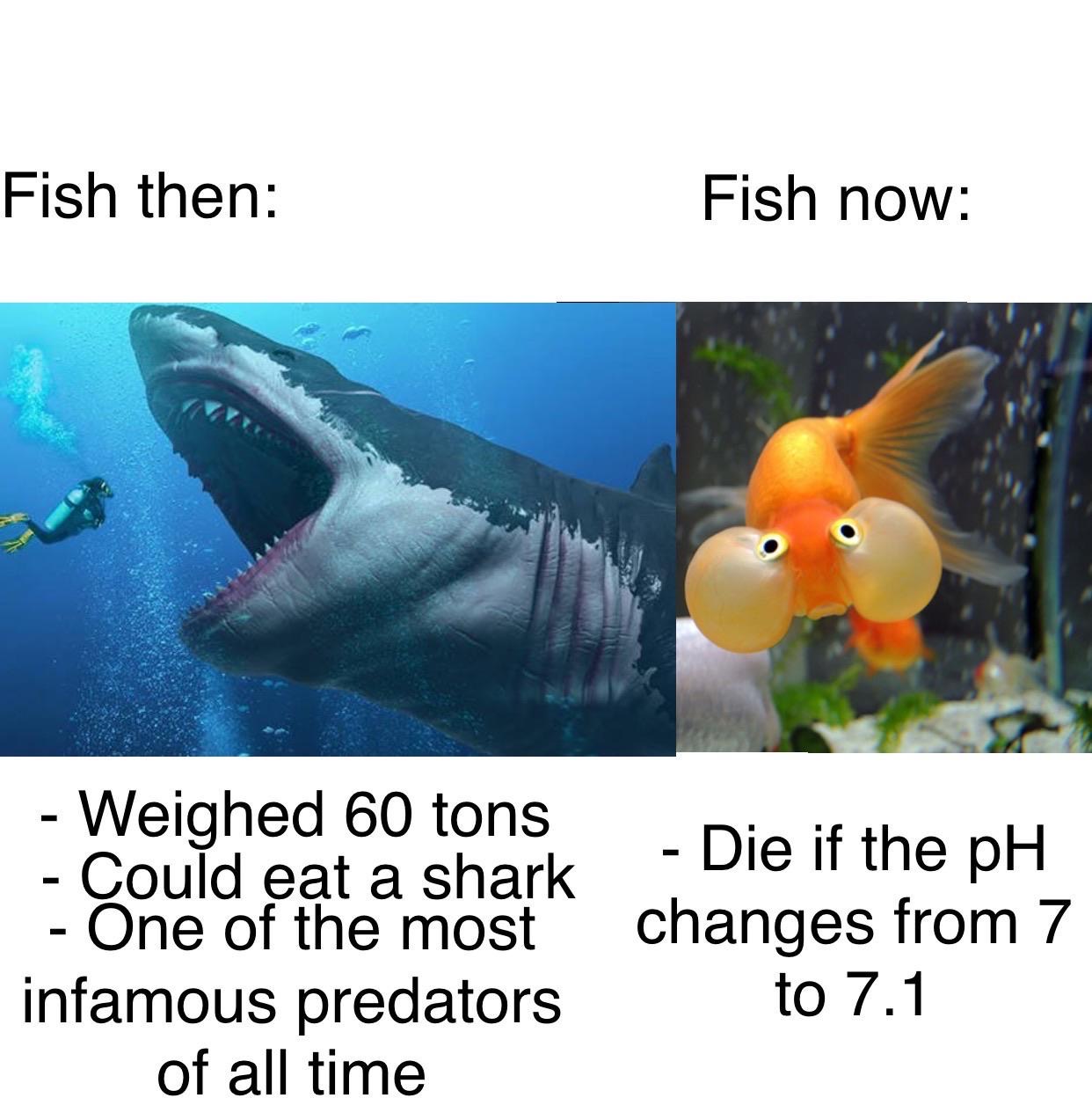 fish then fish now - Fish then Fish now Weighed 60 tons Could eat a shark One of the most infamous predators of all time Din if thank Die if the pH changes from 7 to 7.1