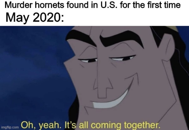 kronk meme - Murder hornets found in U.S. for the first time imgflip.com Oh, yeah. It's all coming together.