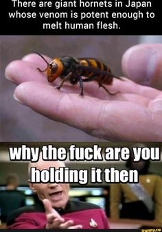 asian giant hornet - There are giant hornets in Japan whose venom is potent enough to melt human flesh. why the fuck are you holding it then