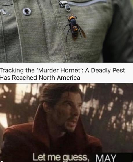 Tracking the 'Murder Hornet' A Deadly Pest Has Reached North America 'Let me guess, May