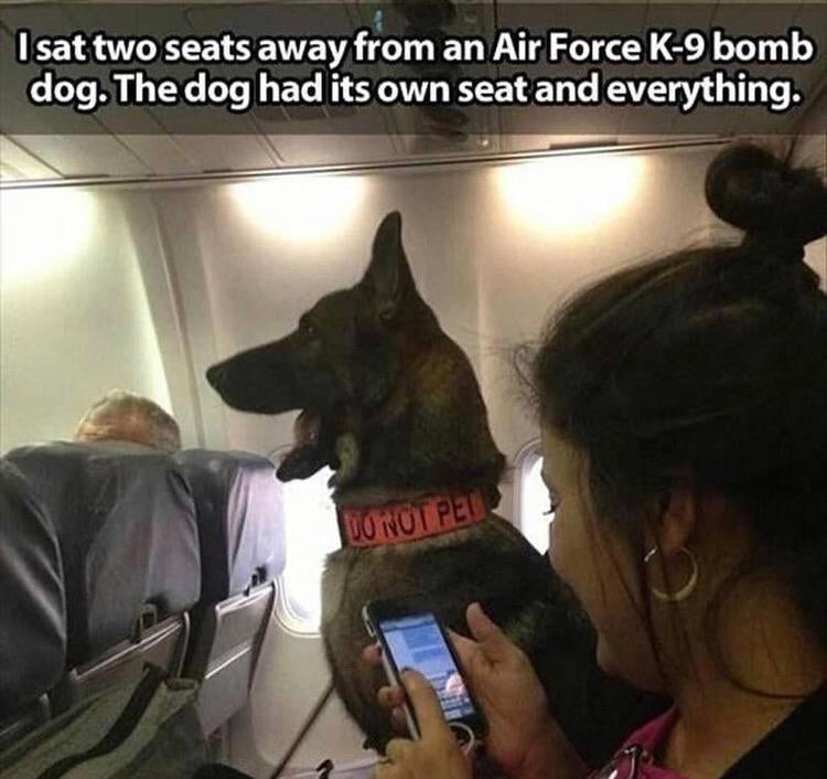 do not pet collar - I sat two seats away from an Air Force K9 bomb dog. The dog had its own seat and everything. Vonot Pet.