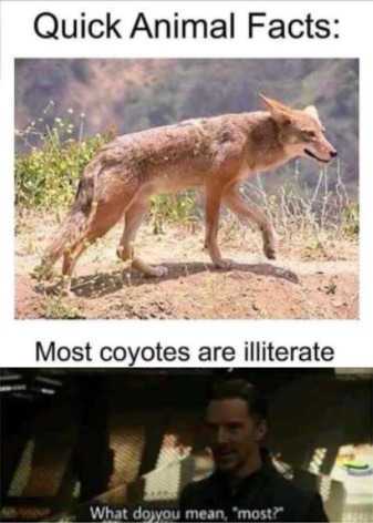 coyote funny - Quick Animal Facts Most coyotes are illiterate What do you mean, "most?"
